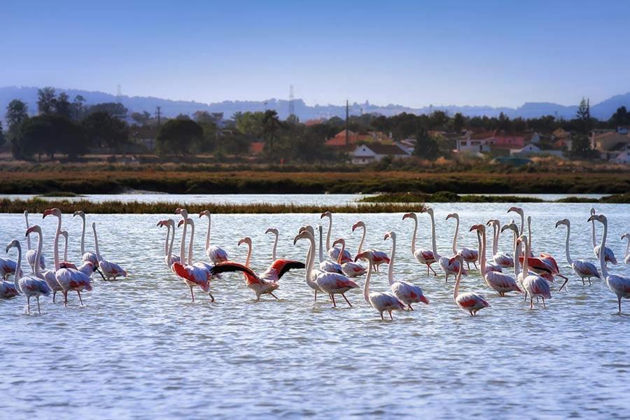 Teodosio - Ar Condicionado-Perto Praias - Zona Central Сетубал Экстерьер фото